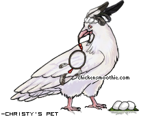 Dressed pet