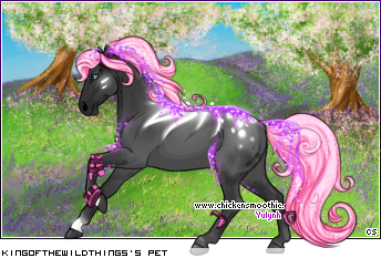 Dressed pet