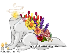 Dressed pet