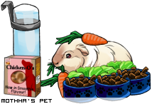 Dressed pet