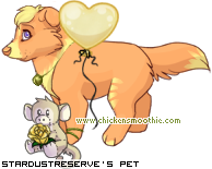 Dressed pet