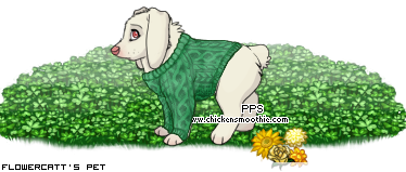 Dressed pet