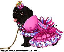 Dressed pet