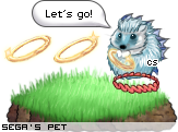 Dressed pet
