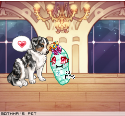 Dressed pet