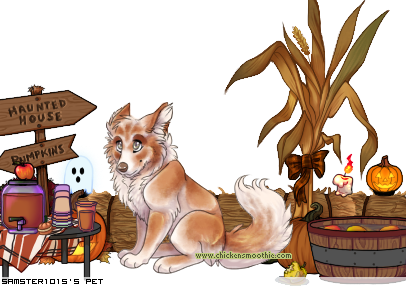 Dressed pet