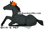 Dressed pet