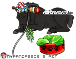 Dressed pet