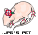 Dressed pet