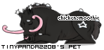 Dressed pet