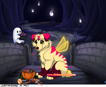Dressed pet