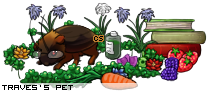 Dressed pet