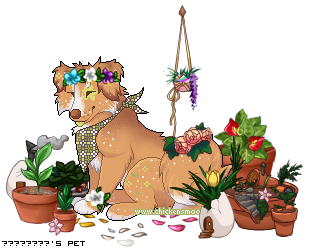 Dressed pet