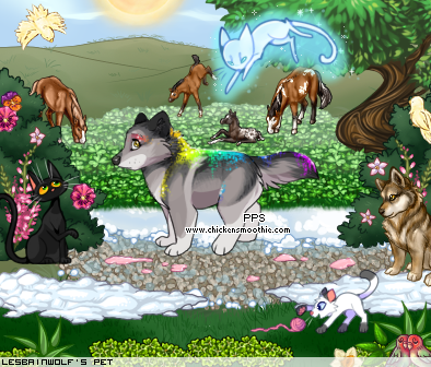 Dressed pet