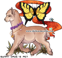 Dressed pet