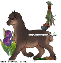 Dressed pet