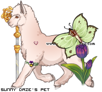 Dressed pet