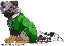 Dressed pet