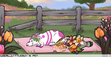 Dressed pet
