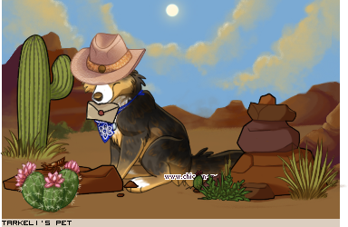 Dressed pet