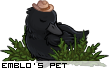 Dressed pet