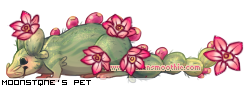 Dressed pet