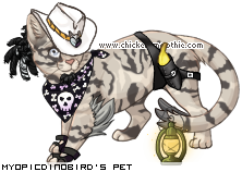Dressed pet