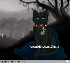 Dressed pet