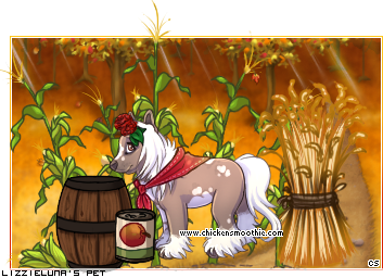 Dressed pet