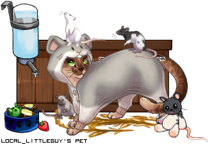 Dressed pet