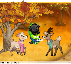 Dressed pet