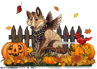 Dressed pet