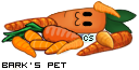 Dressed pet
