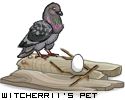 Dressed pet