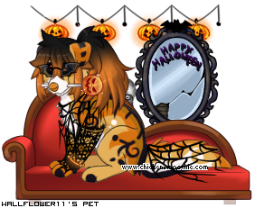 Dressed pet