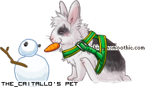 Dressed pet