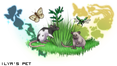 Dressed pet