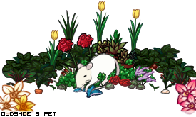 Dressed pet