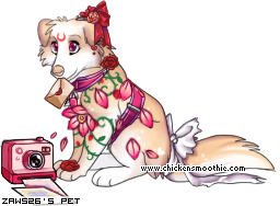 Dressed pet