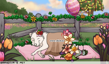 Dressed pet