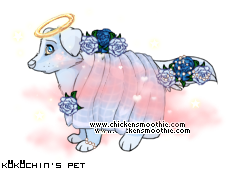 Dressed pet