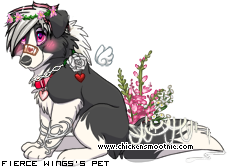 Dressed pet