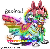 Dressed pet