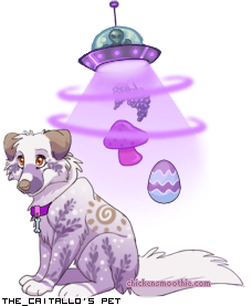Dressed pet