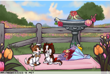 Dressed pet