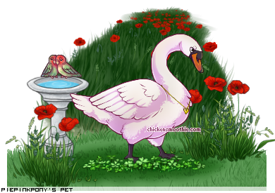 Dressed pet