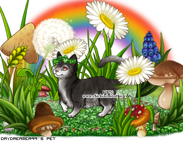 Dressed pet