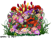 Dressed pet