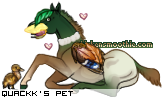 Dressed pet