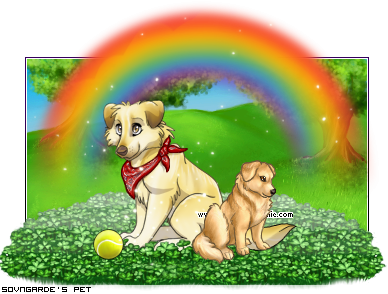 Dressed pet